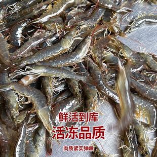 大连复州湾盐田虾海水虾新鲜捕捞鲜活冷冻3斤白虾青虾非基围虾
