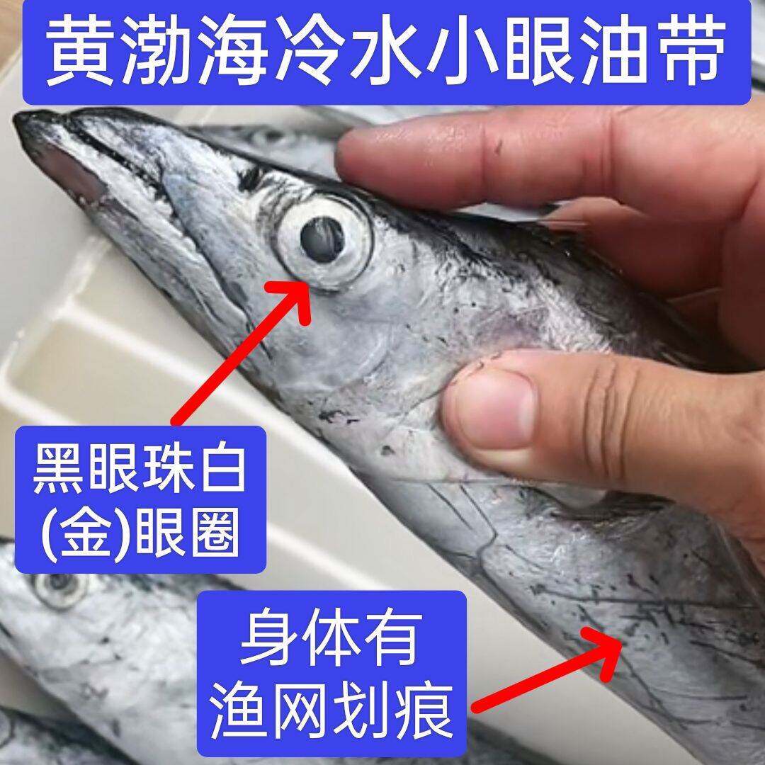 大连刀鱼冷水油带鱼大号图片