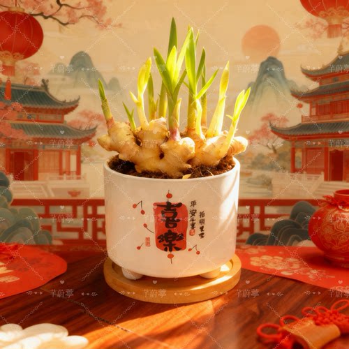 禄根盆栽带芽灵草好养生姜苗种植植物办公室内桌面小绿植好运招财