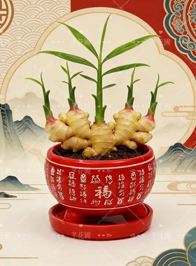 神奇生姜禄根带芽盆栽室内客厅办公室桌面绿植物好养旺财四季常青