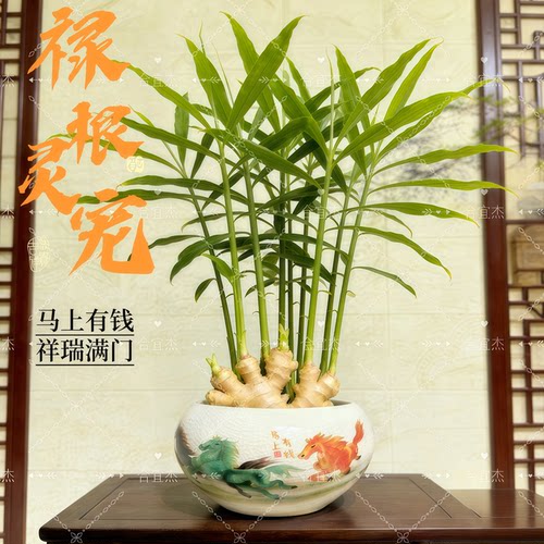 招财转运旺运禄根姜带芽盆栽室内客厅办公室桌面绿植好养四季常青
