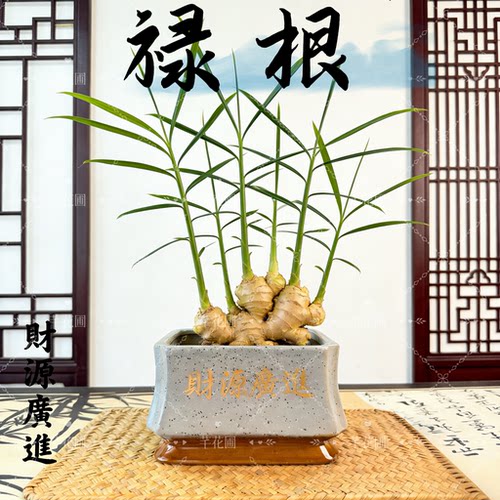神奇禄根盆栽室内客厅办公室桌面绿植物好养旺财四季常青