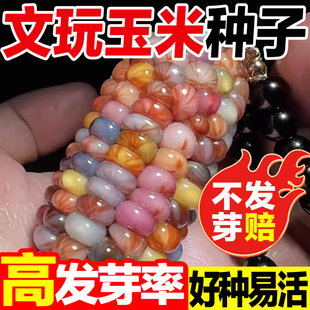 文玩玉米种子宝石血丝玉米七彩琉璃玉米种子观赏玉米种籽混色种子