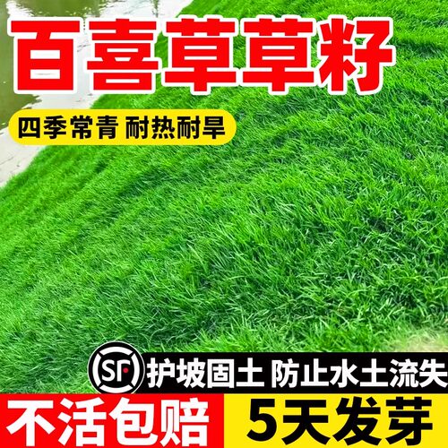 百喜草草籽护坡固土发芽率高