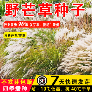 野芒草籽护坡固土绿化多年生狗牙根高羊茅四季常青白茅草种子大全