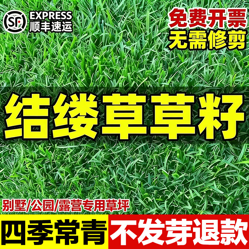结缕草草籽四季常青矮生免修剪