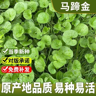 马蹄金种子小金钱草铜钱草种子四季常青耐高温绿化草籽草坪种子
