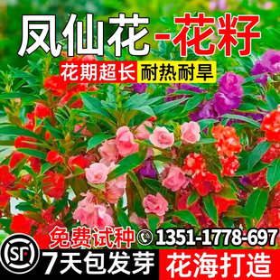 种植花种籽 重瓣凤仙花花籽花海打造耐热耐旱野花组合花卉种子四季