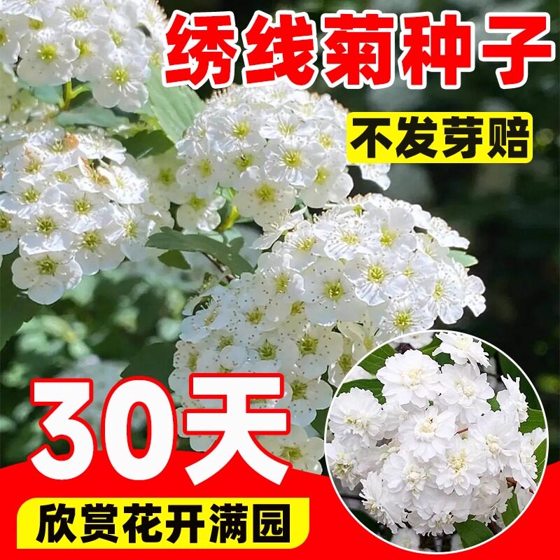 绣线菊种子耐阴耐晒四季可种图片