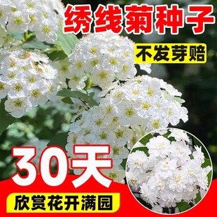 绣线菊种子易播易种绿植庭院花海珍珠梅种籽抗旱抗寒花卉景观