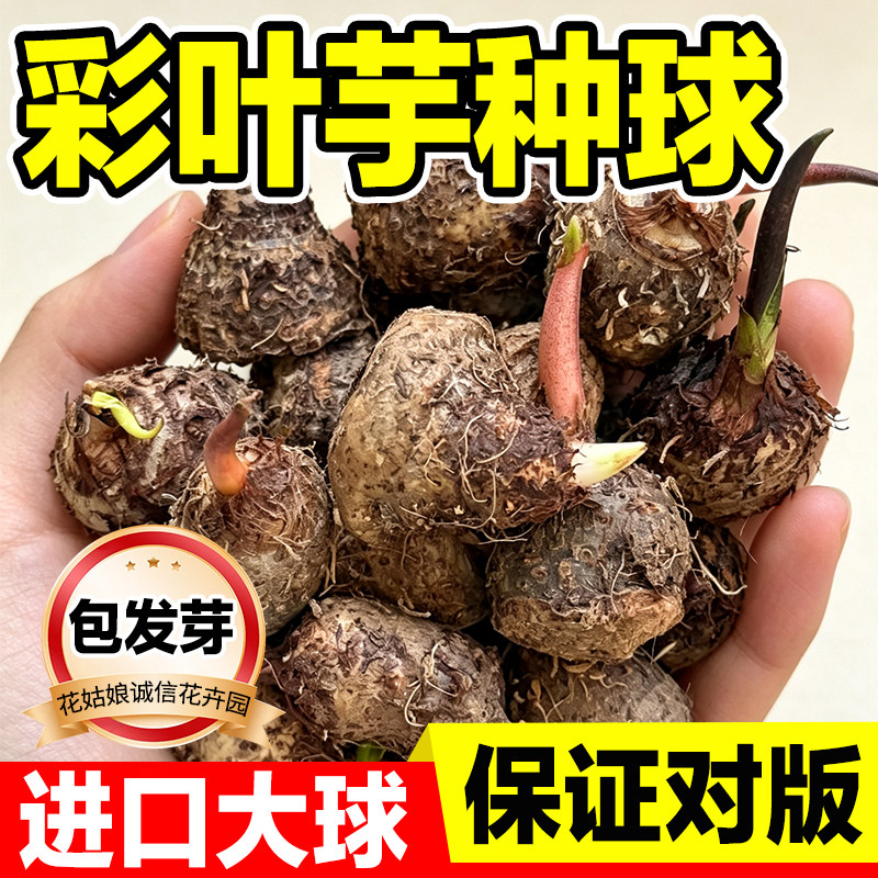 彩叶芋种球进口保证对版发芽率高图片