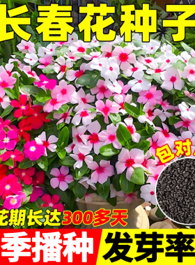 长春花种子籽耐热五叶梅日日春庭院花坛阳台盆栽四季播种宿根花籽