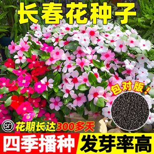 长春花种子籽耐热五叶梅日日春庭院花坛阳台盆栽四季播种宿根花籽