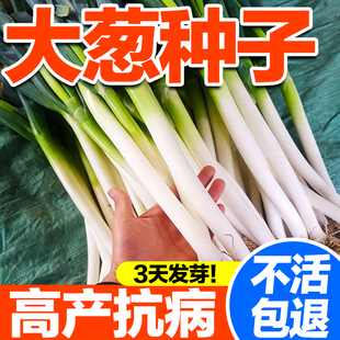 大葱种子山东大葱章丘铁杆四季春秋播种耐寒耐旱高产东北大葱种籽