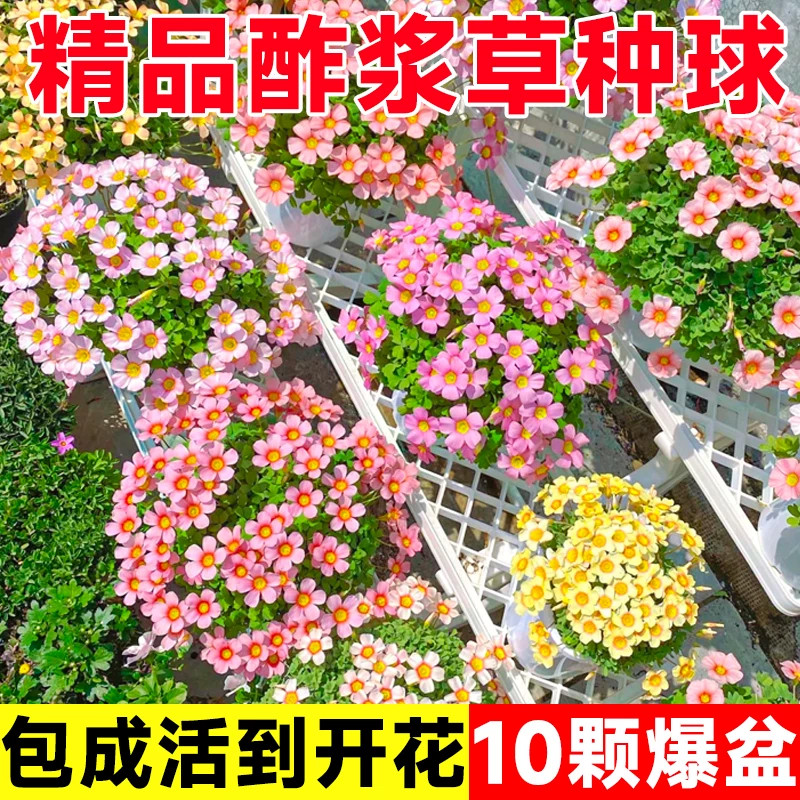 酢浆草种球四季种植红花炸浆草苗室内盆栽三叶幸运草蝴蝶花种籽子