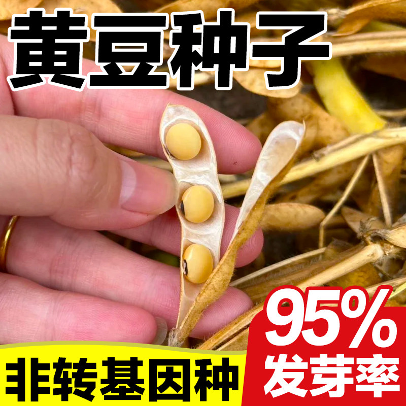 黄豆种子非转基因发芽率高图片
