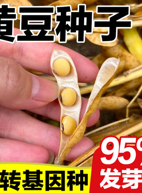 黄豆种子非转基因发芽率高