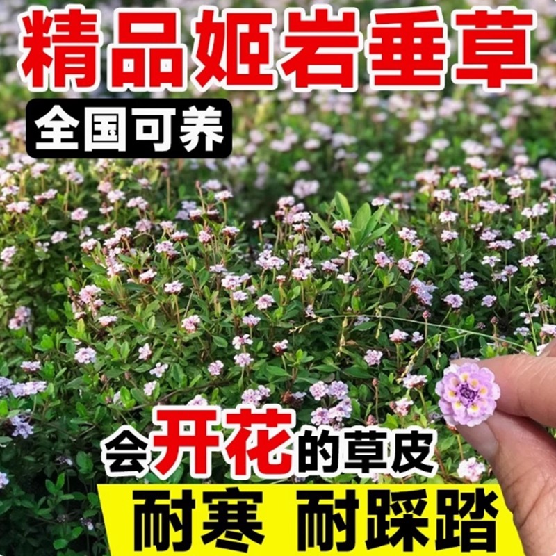 姬岩垂草种子耐寒耐践踏全国可养
