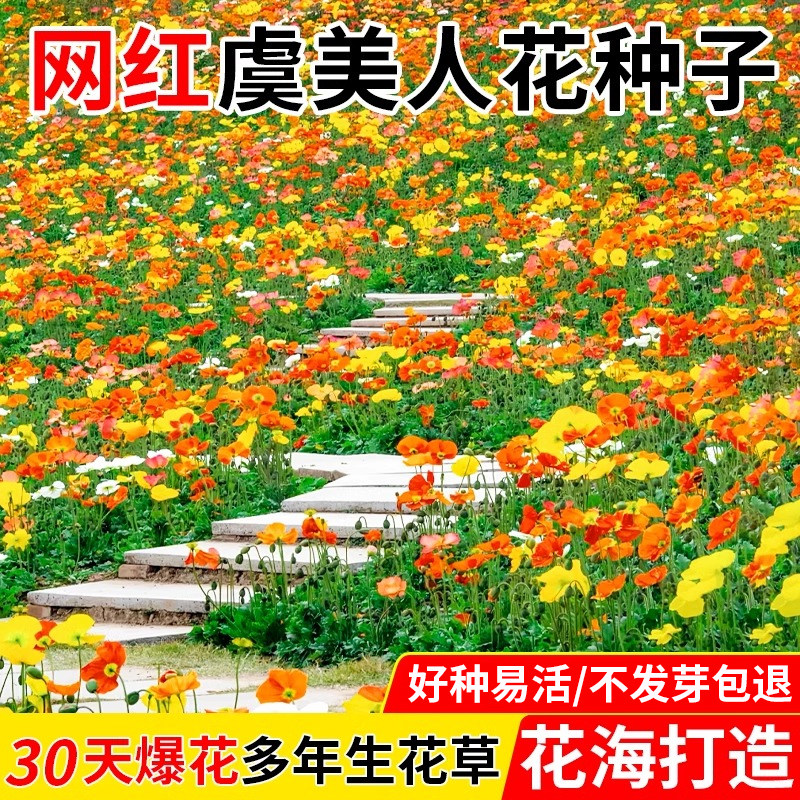 虞美人花种混色冰岛虞美人种子阳台庭院花种籽子四季播种高发芽率