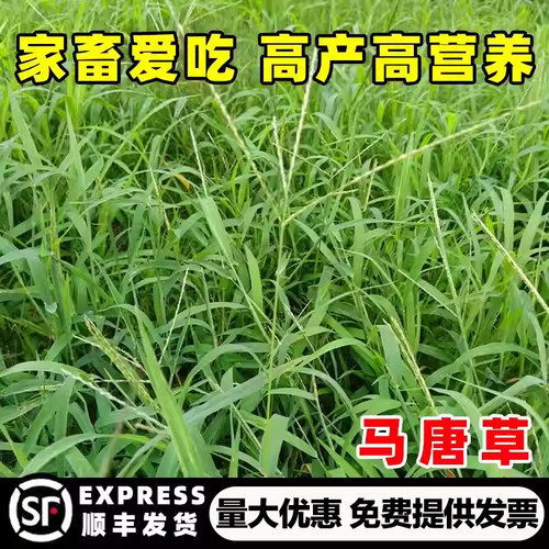 马唐草种籽当季新种高产高营养