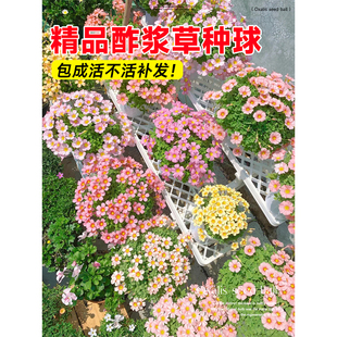 酢浆草种球四季种植红花炸浆草苗室内盆栽三叶幸运草蝴蝶花种籽子