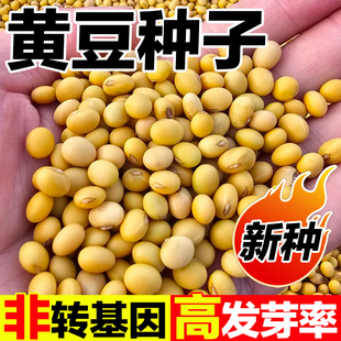黄豆种子中黄13大粒抗病国产大豆基地用籽37大豆种子高产黄豆种籽