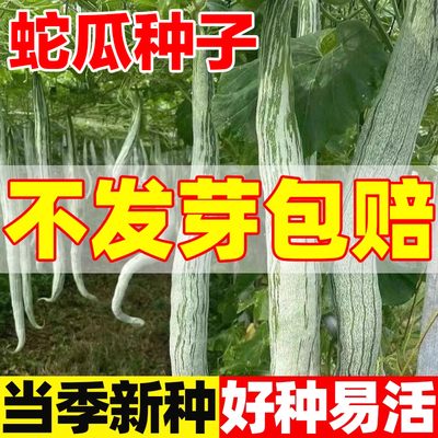 蛇瓜种子当季新种好种易活