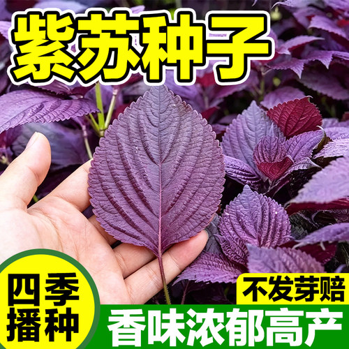 紫苏种子四季播种发芽率高新种