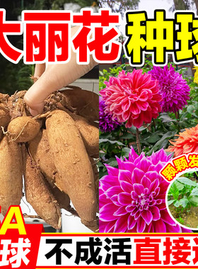 大丽花种球重瓣带芽包活多季开花