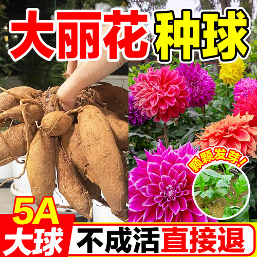 大丽花种球重瓣带芽包活多季开花