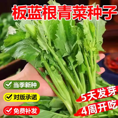 板蓝根青菜种子当季新种发芽率高