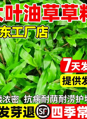 正宗大叶油草种子庭院绿化地毯草种籽矮化免修剪四季常青草坪草籽