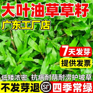 大叶油草草籽护坡固草皮大叶油草种子草坪草籽四季常青矮生地毯草