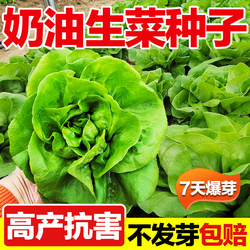 奶油生菜种子新鲜蔬菜叶菜类生菜生吃凉拌多汁沙拉菜农家自种生菜