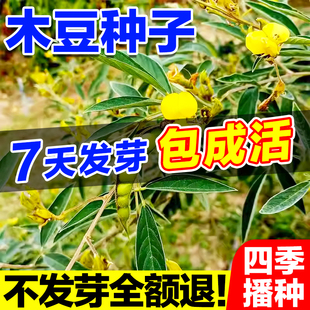 木豆种子边坡复绿耐盐耐碱灌木种子护坡固土草籽生态修复优选好种