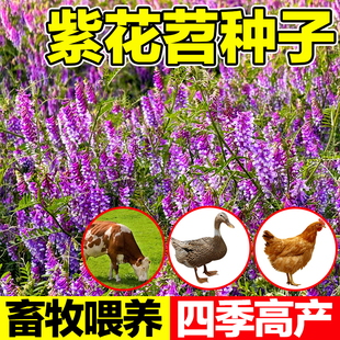 紫花苕种子牧草果园绿肥种籽光叶毛苕子高产箭舌野豌豆多年生草籽