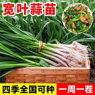 正品大宽叶蒜苗种子红皮四季播种红头青蒜硬叶蒜薹硬杆无苔蒜苗籽