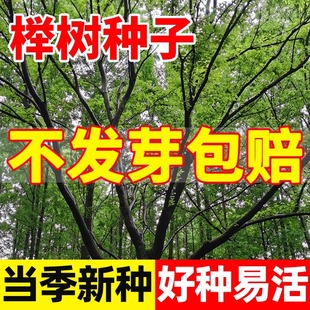 榉树种子 小叶朴树 小叶红榉 大叶青榉种子 大叶朴树包邮红榉树