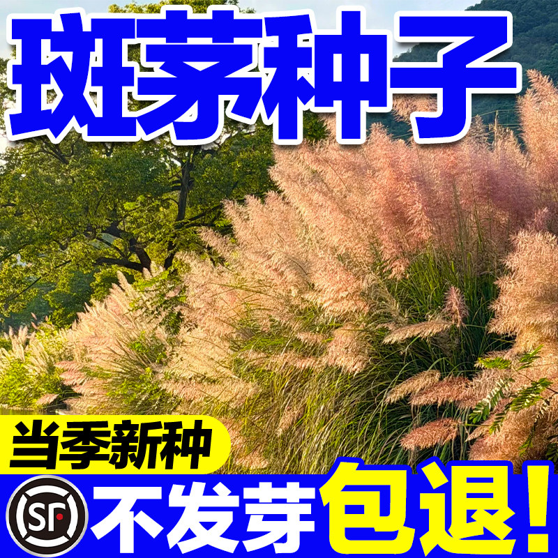 斑茅种子新种籽草京芒草京羽茅斑叶芒大密芭茅草花园庭院观赏草籽
