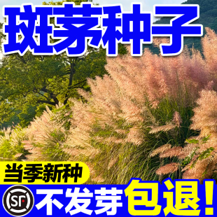 斑茅种子新种籽草京芒草京羽茅斑叶芒大密芭茅草花园庭院观赏草籽