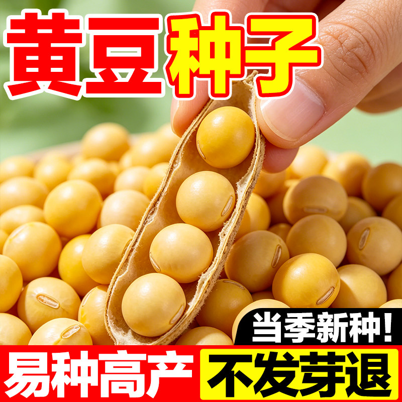 黄豆种子当季新种高产稳产芽率高图片