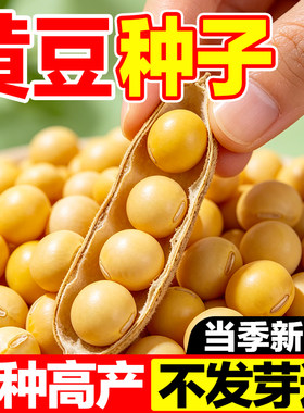 黄豆种子当季新种高产稳产芽率高