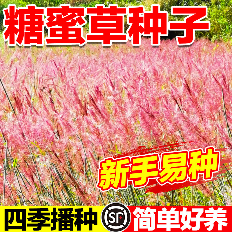 糖蜜草种子耐寒牧草种籽护坡固土花园配景观赏草籽四季南北方种植