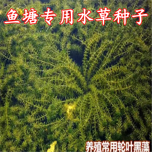 池塘水草种子净化水质养殖常用