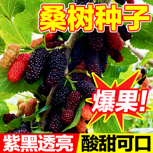 桑树种子四季播新采林木树种桑葚籽小灌木可食用护坡四季可播包邮