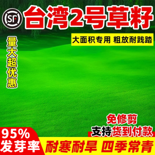 台湾2号草籽草坪种子台湾草草种结缕草矮生四季青种子台湾青草籽