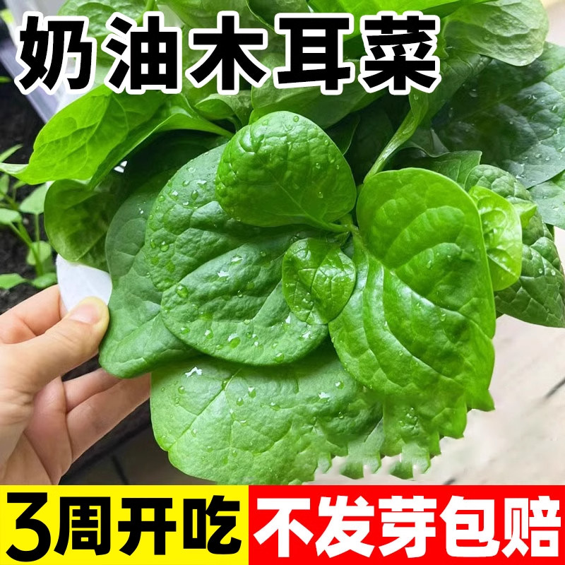 奶油木耳菜种子四季播种爬藤阳台盆栽蔬菜种孑大全大叶木耳菜种籽,鲜花速递/花卉仿真/绿植园艺,家庭园艺种子,淘宝优惠券,粉丝福利购,淘宝优惠卷