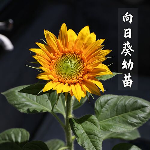 向日葵苗带根价格 向日葵苗带根图片 星期三