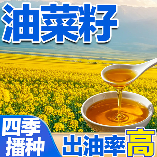 油菜籽四季播种出油率高