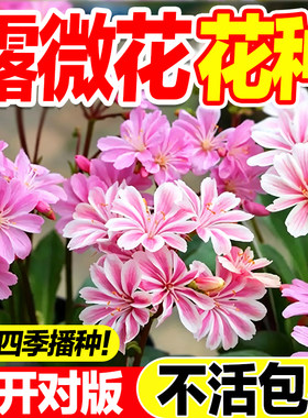 露薇花种子四季播种发芽率高